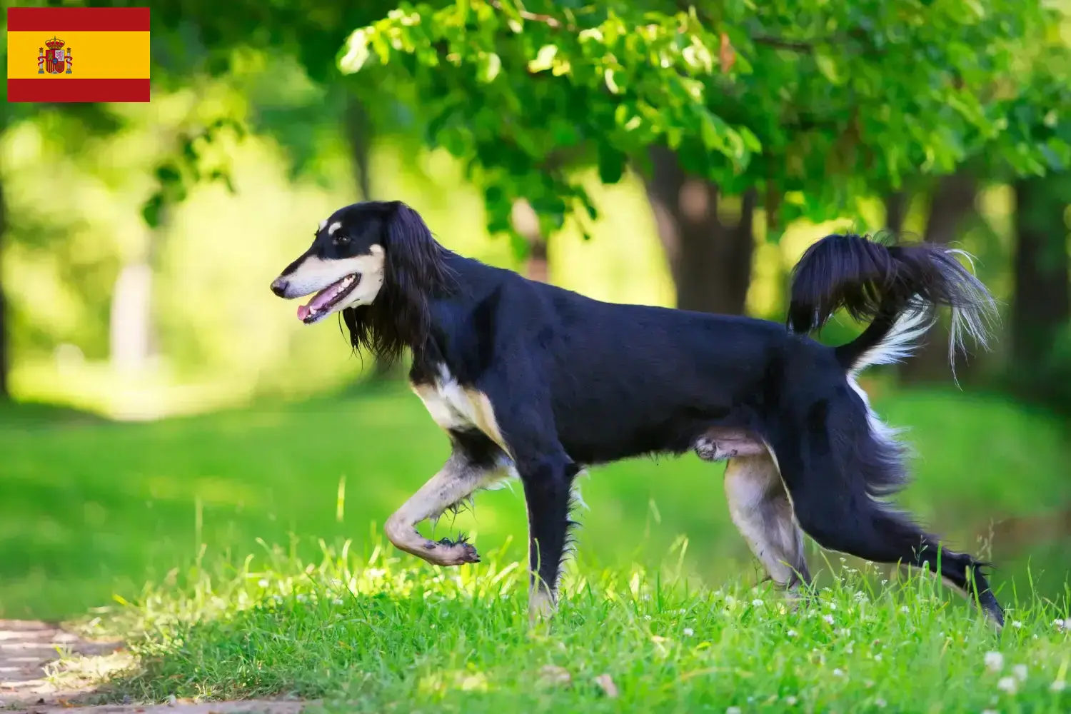 Saluki căței și crescători Spania Aici puteți găsi crescători de Saluki în Spania.
