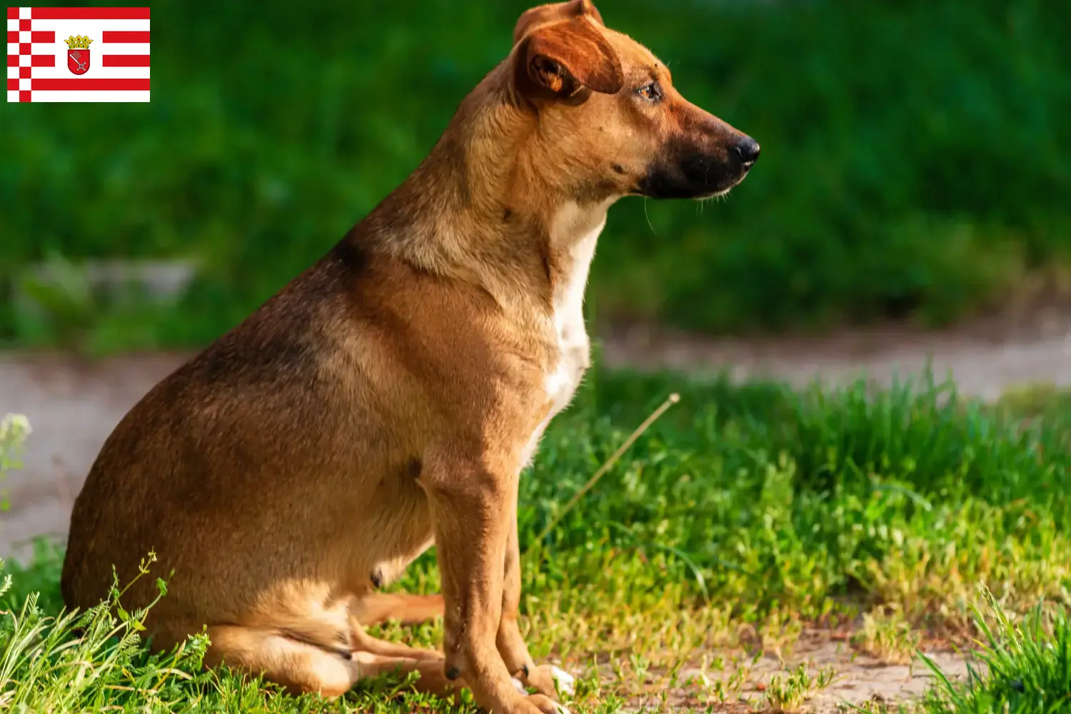 Read more about the article Austrian Pinscher crescător și căței în Bremen