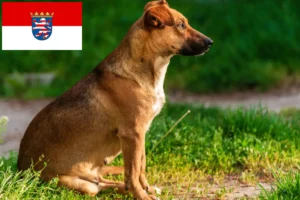 Read more about the article Austrian Pinscher crescător și căței în Hessen