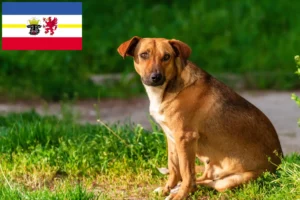 Read more about the article Austrian Pinscher crescător și căței în Mecklenburg-Vorpommern