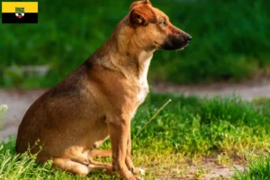 Read more about the article Crescător de Pinscher austriac și căței în Saxony-Anhalt