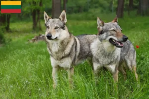 Read more about the article Crescător de Wolfhound cehoslovac și căței în Lituania