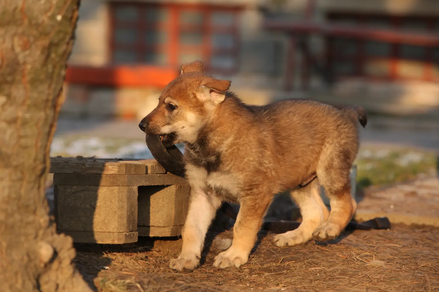 Cumpărarea unui cățel Wolfhound cehoslovac înseamnă asumarea responsabilității! Cumpărați căței Wolfhound cehoslovac.