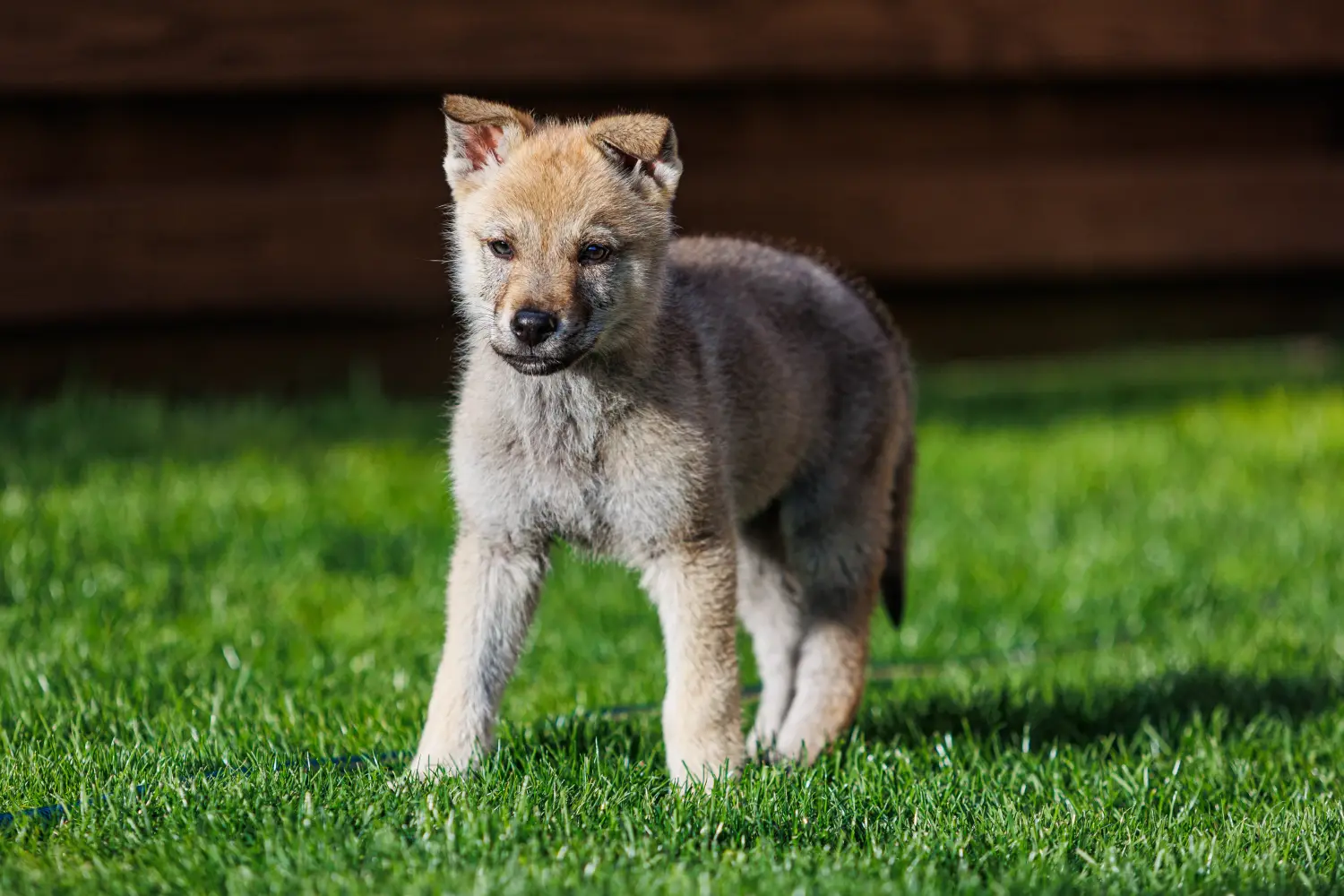 Cumpărarea unui cățel Wolfhound cehoslovac înseamnă asumarea responsabilității! Cumpărați căței Wolfhound cehoslovac.