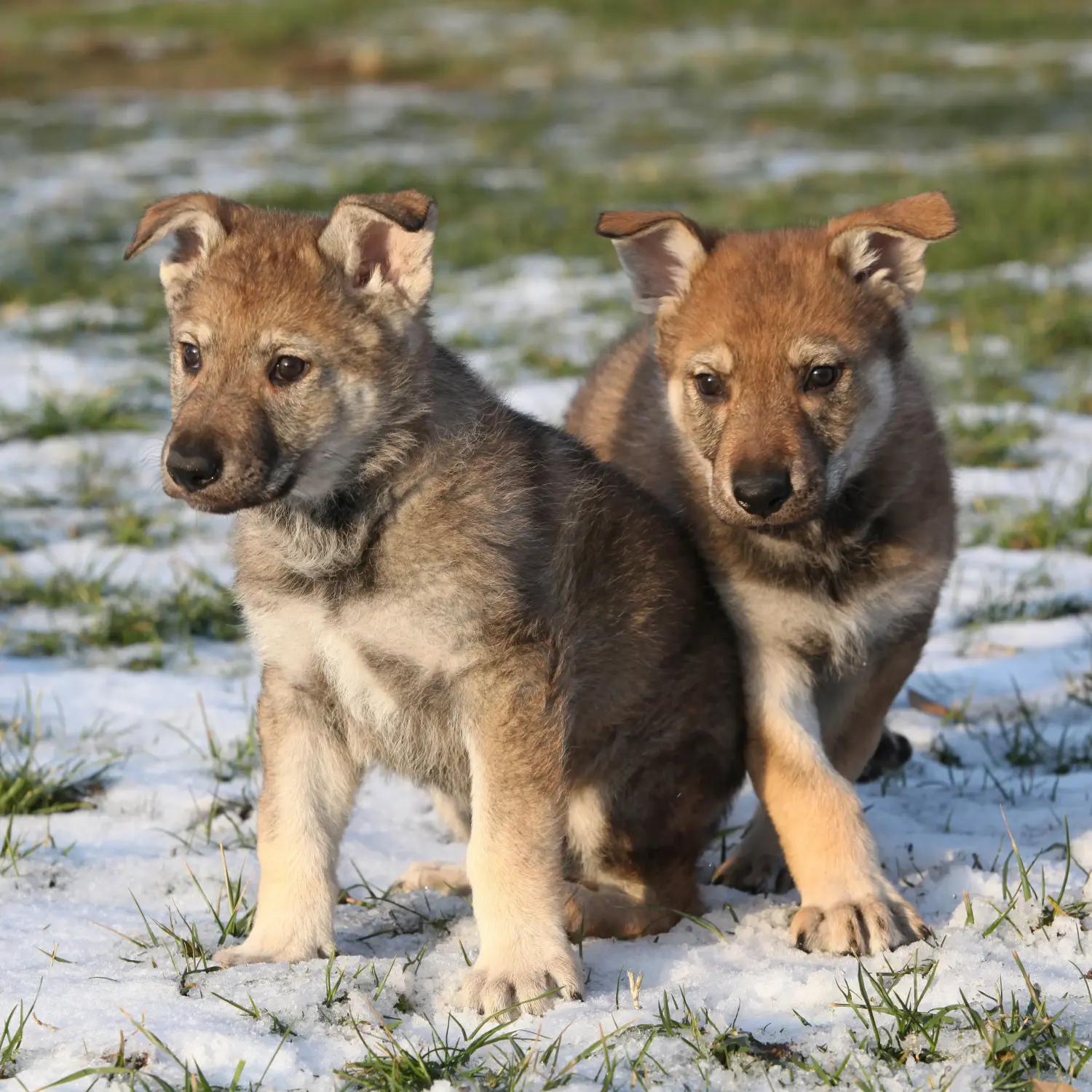Cumpărarea unui cățel Wolfhound cehoslovac înseamnă asumarea responsabilității! Cumpărați căței Wolfhound cehoslovac.