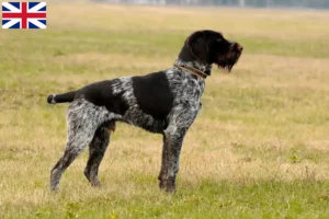 Read more about the article German Wirehair crescători și căței în Marea Britanie