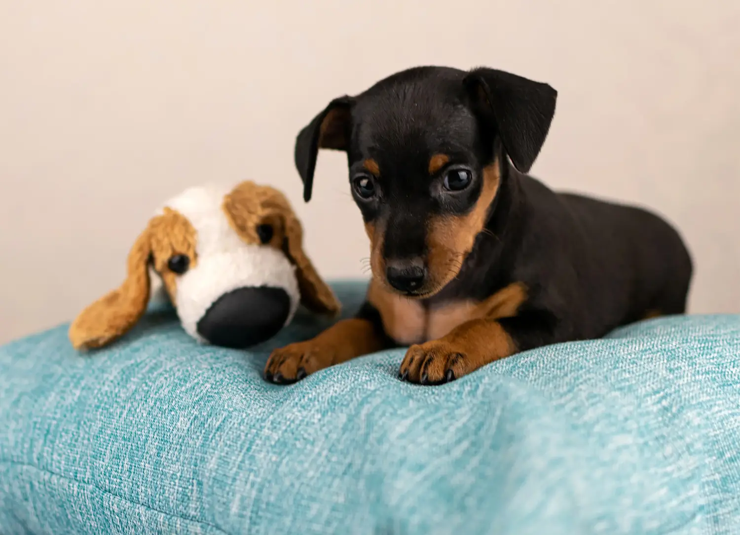 Cumpărarea unui cățel Pinscher Miniatural înseamnă asumarea responsabilității! Cumpărați cățeluși Pinscher miniatural.