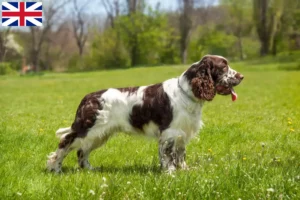 Read more about the article English Springer Spaniel crescători și căței în Marea Britanie