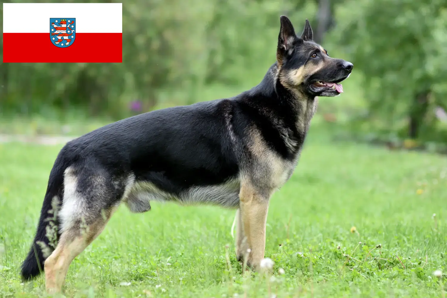 Ciobănesc din Europa de Est Căței și Crescător Thuringia Aici puteți găsi crescători de câini ciobănesc din Europa de Est în Thuringia.
