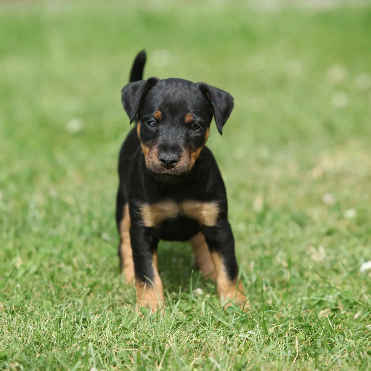 Cumpărarea unui cățeluș Terrier german de vânătoare înseamnă asumarea responsabilității! Cumpărați pui de Terrier german de vânătoare.