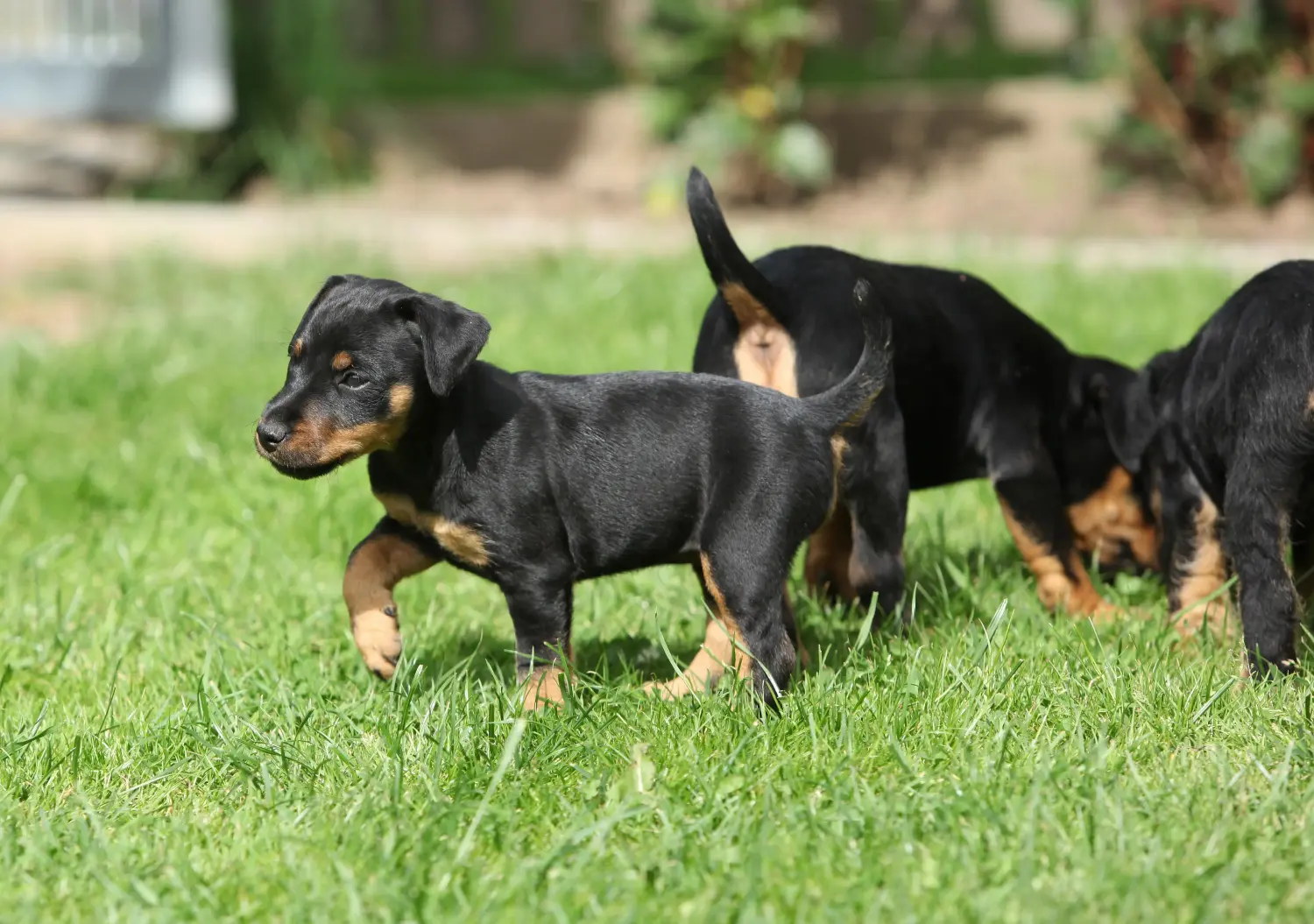 Cumpărarea unui cățeluș Terrier german de vânătoare înseamnă asumarea responsabilității! Cumpărați pui de Terrier german de vânătoare.