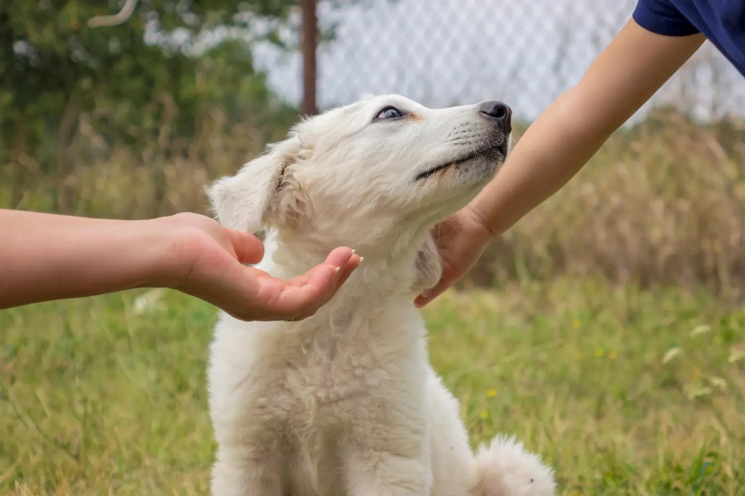 Cumpărarea unui cățel Kuvasz înseamnă asumarea responsabilității! Cumpărați cățeluși Kuvasz.