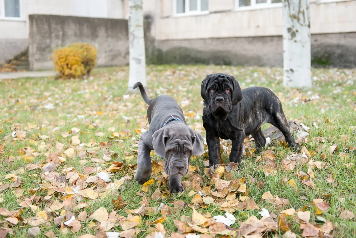 Cumpărarea unui cățel Mastino Napoletano înseamnă asumarea responsabilității! Cumpărați cățeluși Mastino Napoletano.
