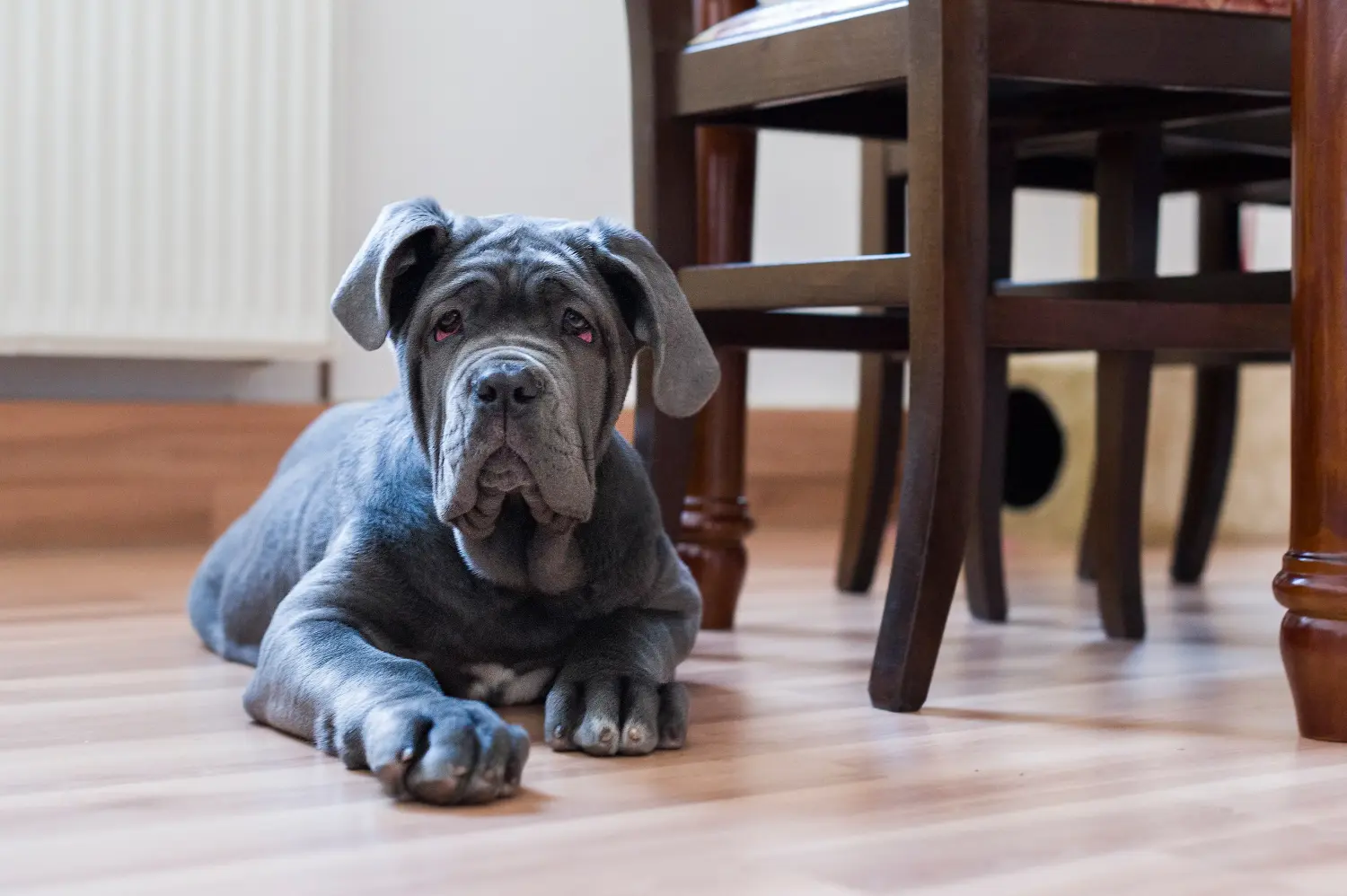 Cumpărarea unui cățel Mastino Napoletano înseamnă asumarea responsabilității! Cumpărați cățeluși Mastino Napoletano.