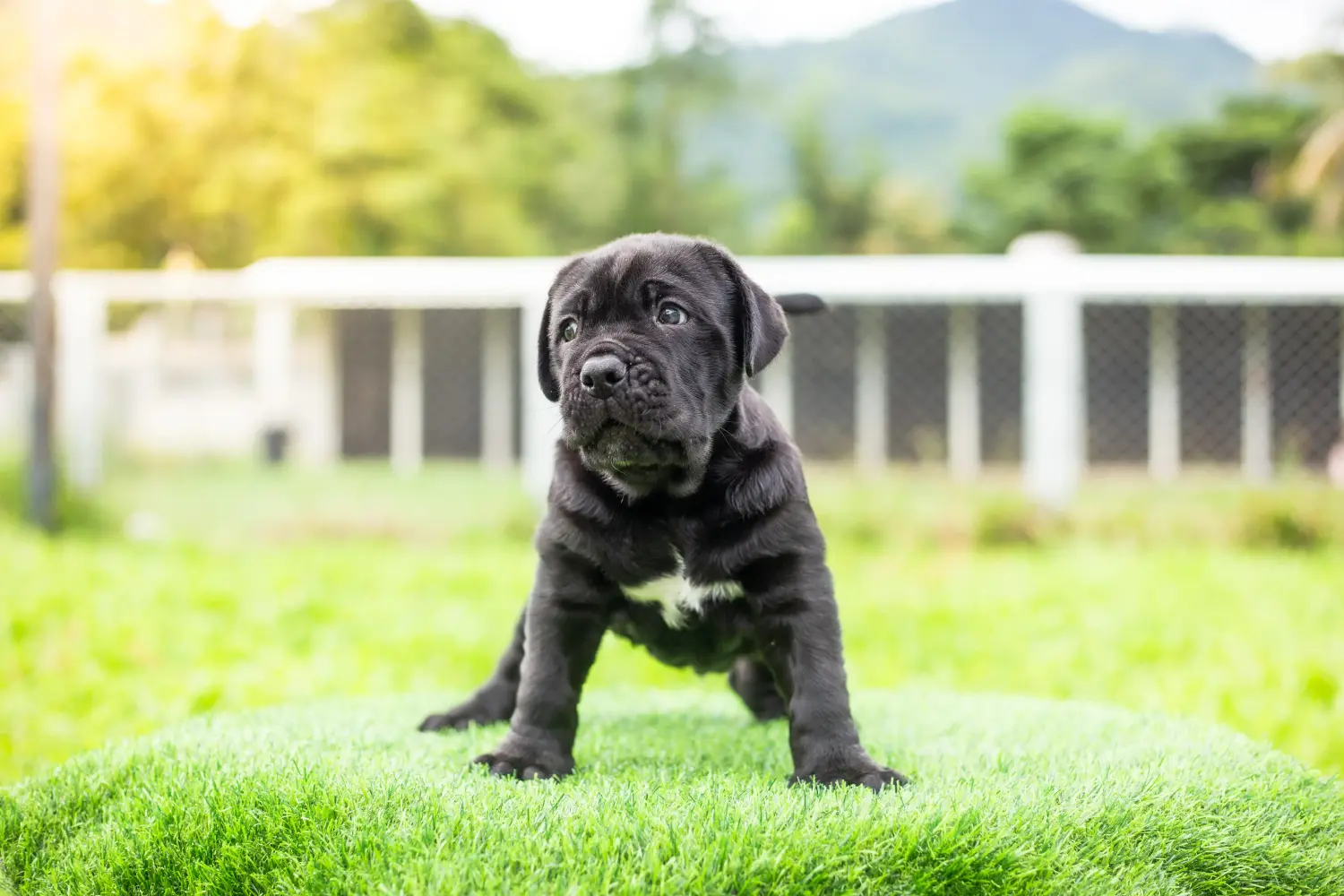 Cumpărarea unui cățel Mastino Napoletano înseamnă asumarea responsabilității! Cumpărați cățeluși Mastino Napoletano.