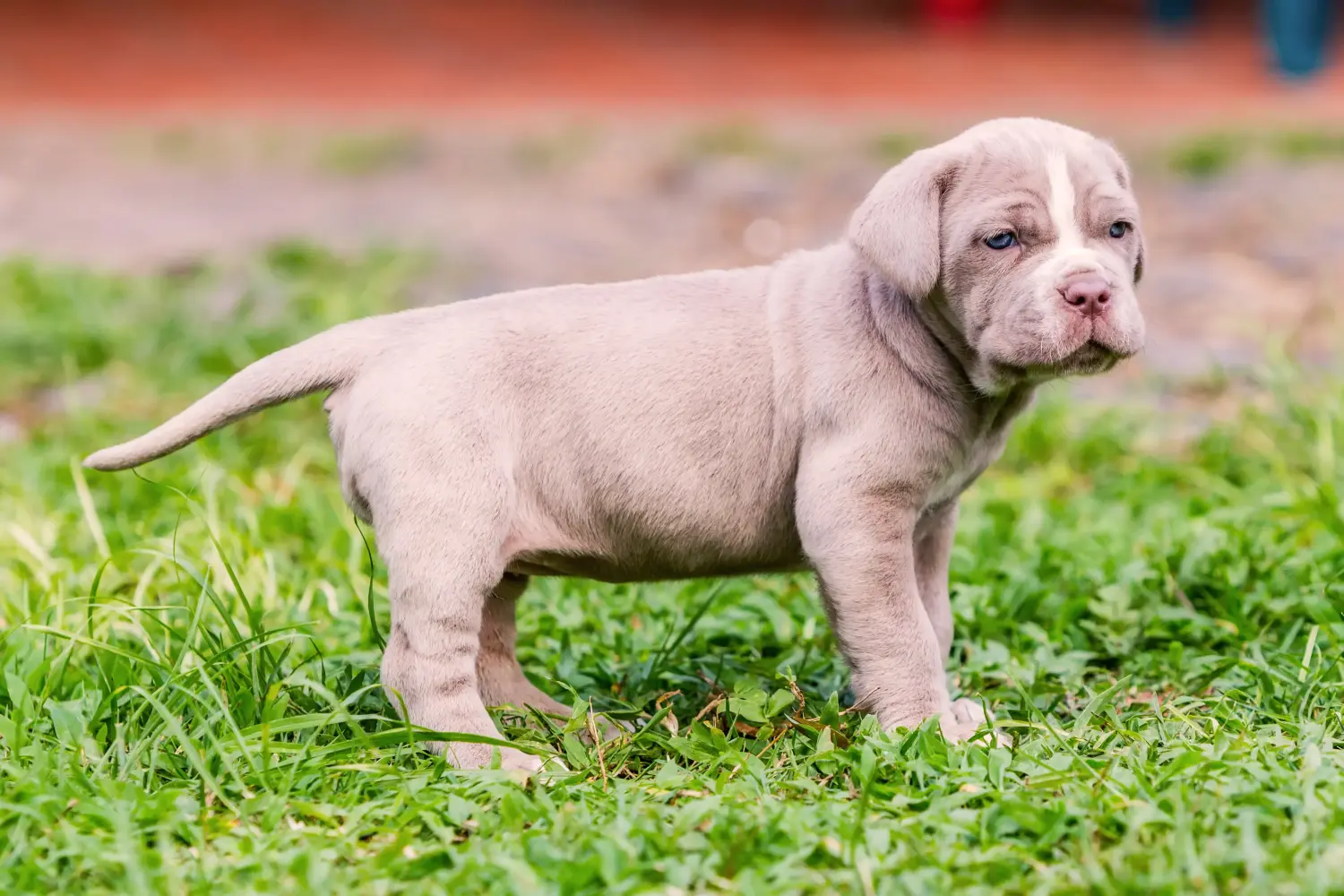 Cumpărarea unui cățel Mastino Napoletano înseamnă asumarea responsabilității! Cumpărați cățeluși Mastino Napoletano.