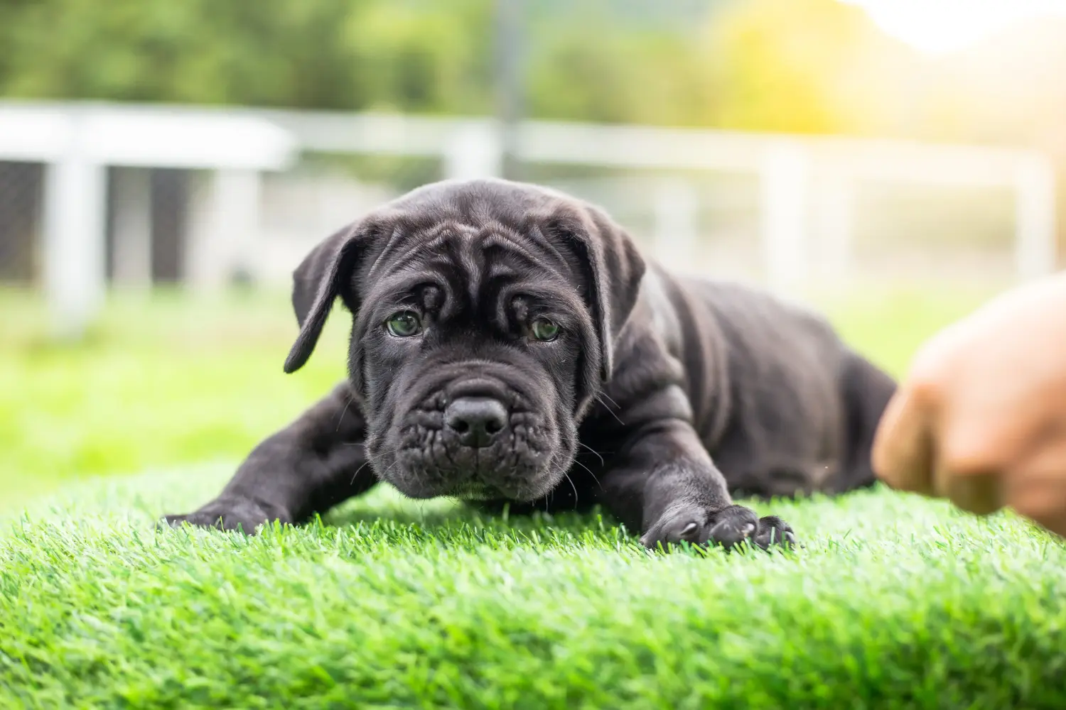 Cumpărarea unui cățel Mastino Napoletano înseamnă asumarea responsabilității! Cumpărați cățeluși Mastino Napoletano.