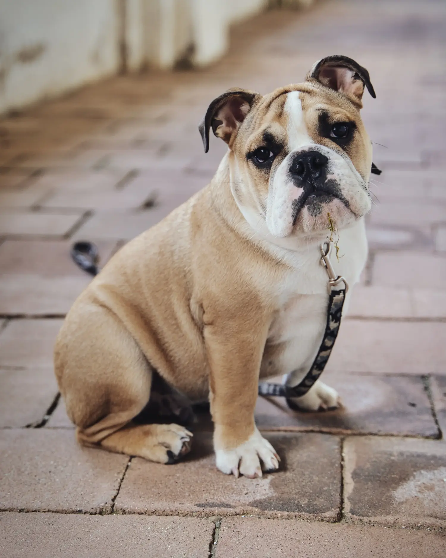 Cumpărarea unui cățel Olde English Bulldog înseamnă asumarea responsabilității! Cumpărați căței Olde English Bulldog.