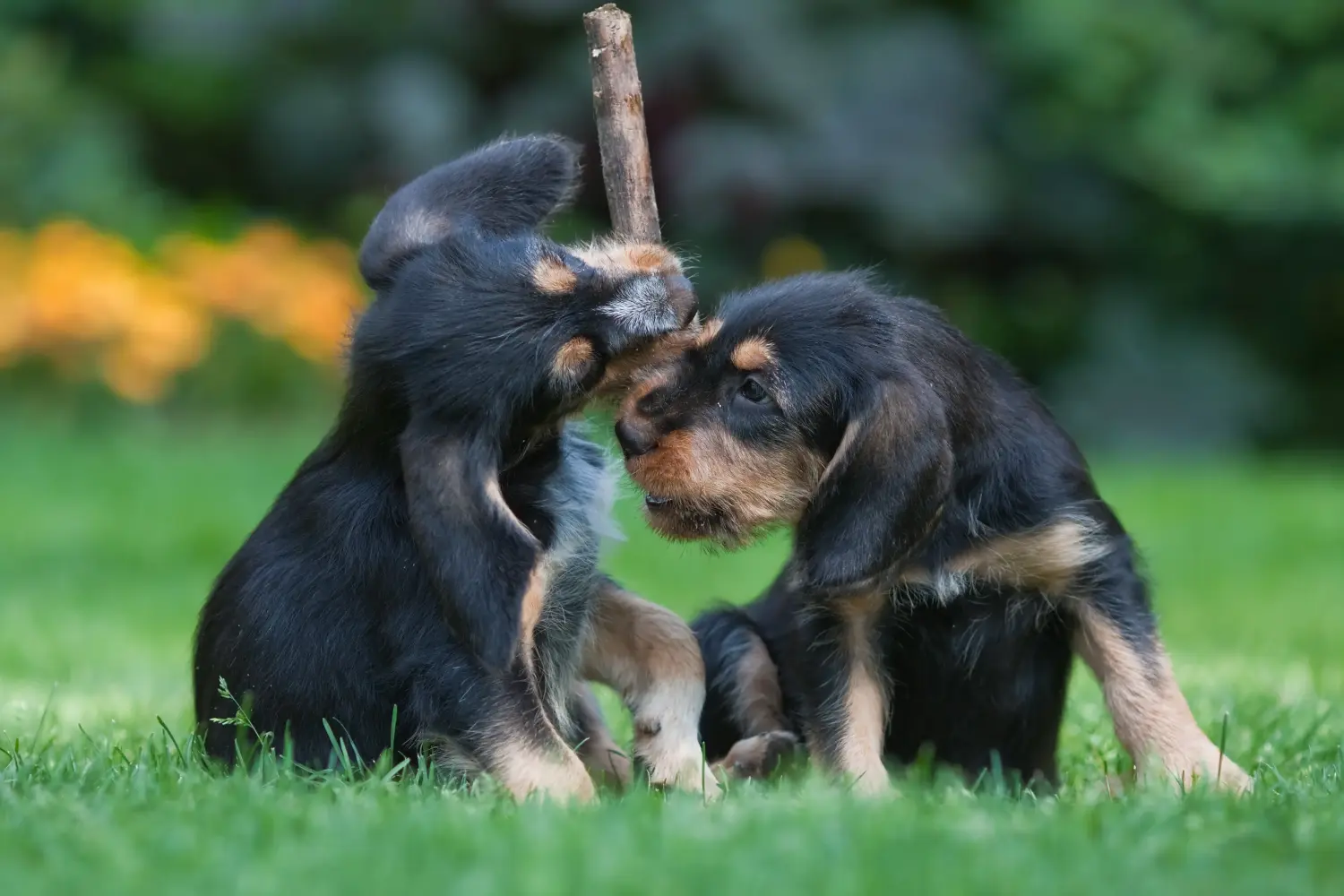 Cumpărarea unui cățel Otterhund înseamnă asumarea responsabilității! Cumpărați cățeluși Otterhund.