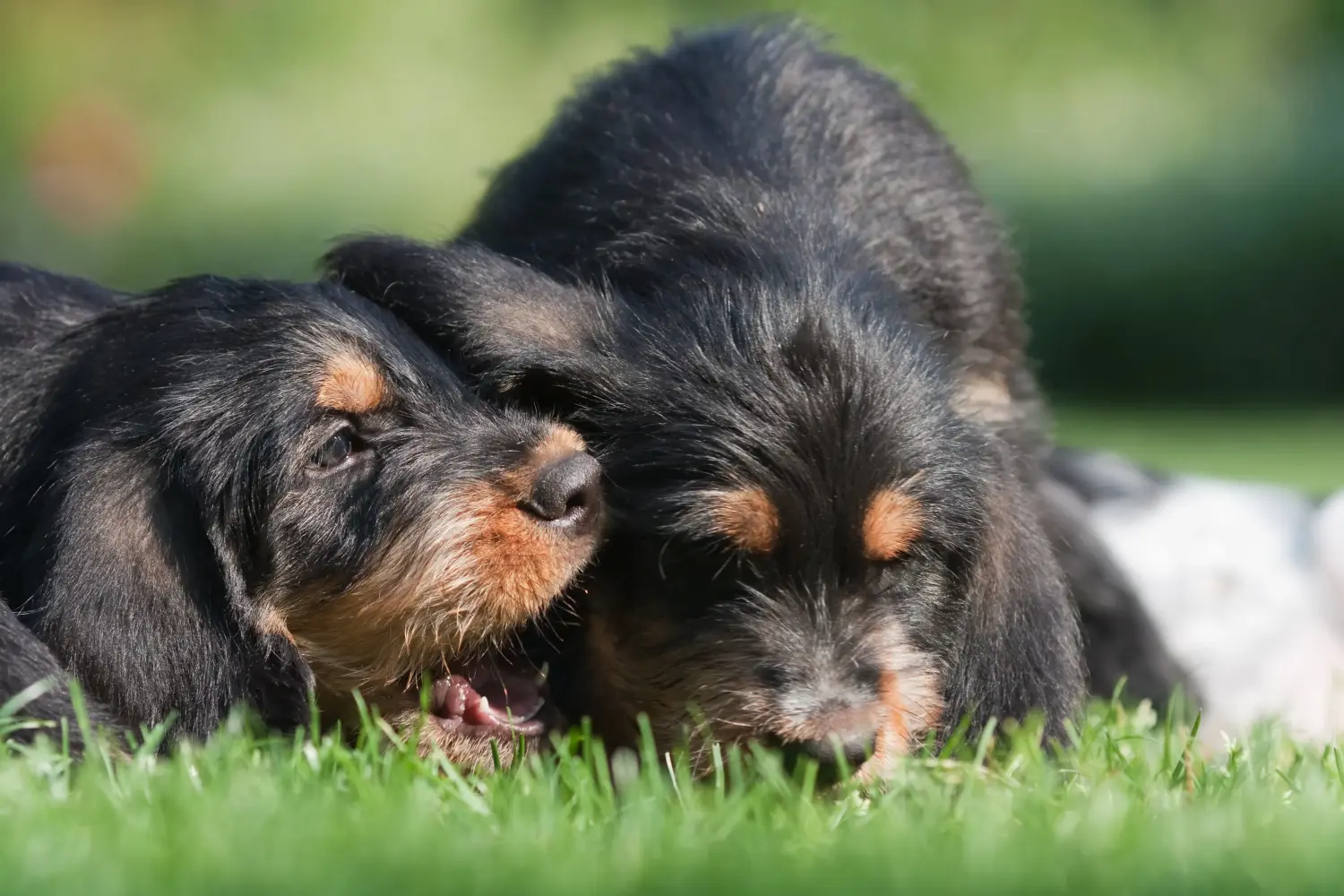 Cumpărarea unui cățel Otterhund înseamnă asumarea responsabilității! Cumpărați cățeluși Otterhund.