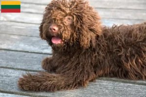 Read more about the article Perro de Agua Español crescători și căței în Lituania