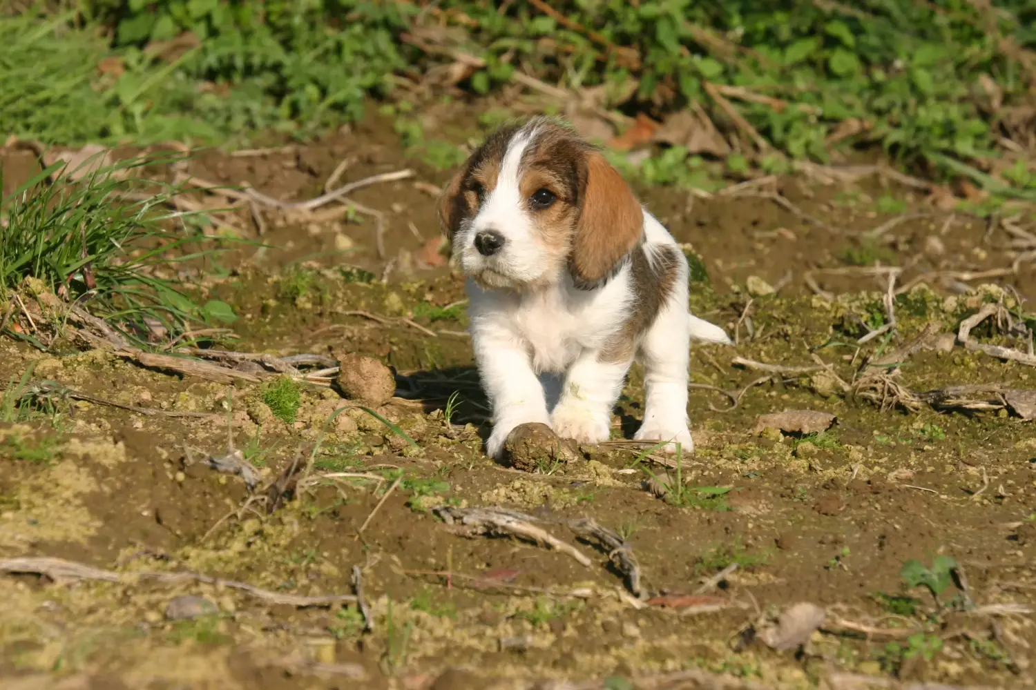 Cumpărarea unui cățel Petit Basset Griffon Vendéen înseamnă asumarea responsabilității! Petit Basset Griffon Vendéen cățeluși de vânzare.