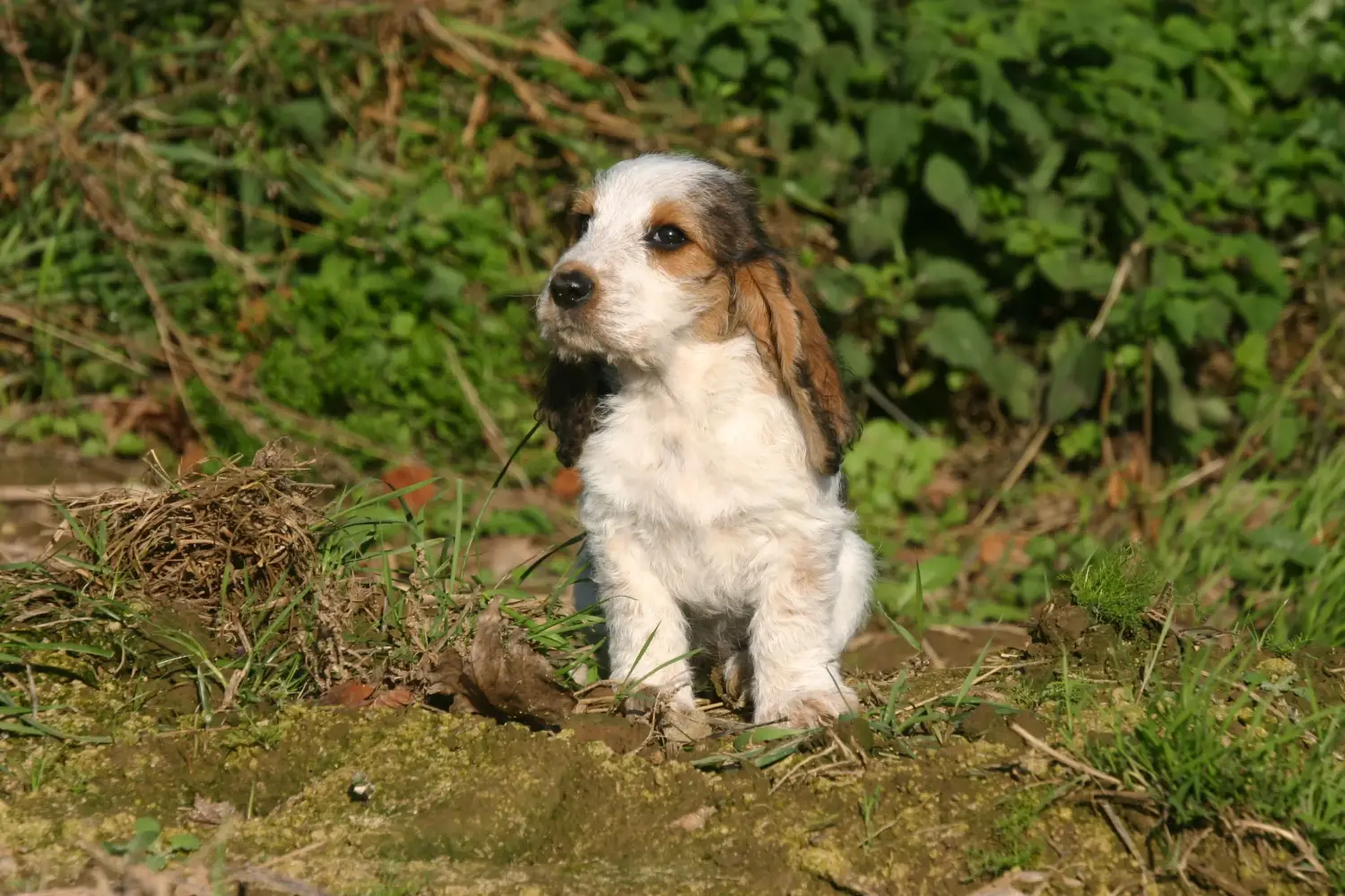 Cumpărarea unui cățel Petit Basset Griffon Vendéen înseamnă asumarea responsabilității! Petit Basset Griffon Vendéen cățeluși de vânzare.