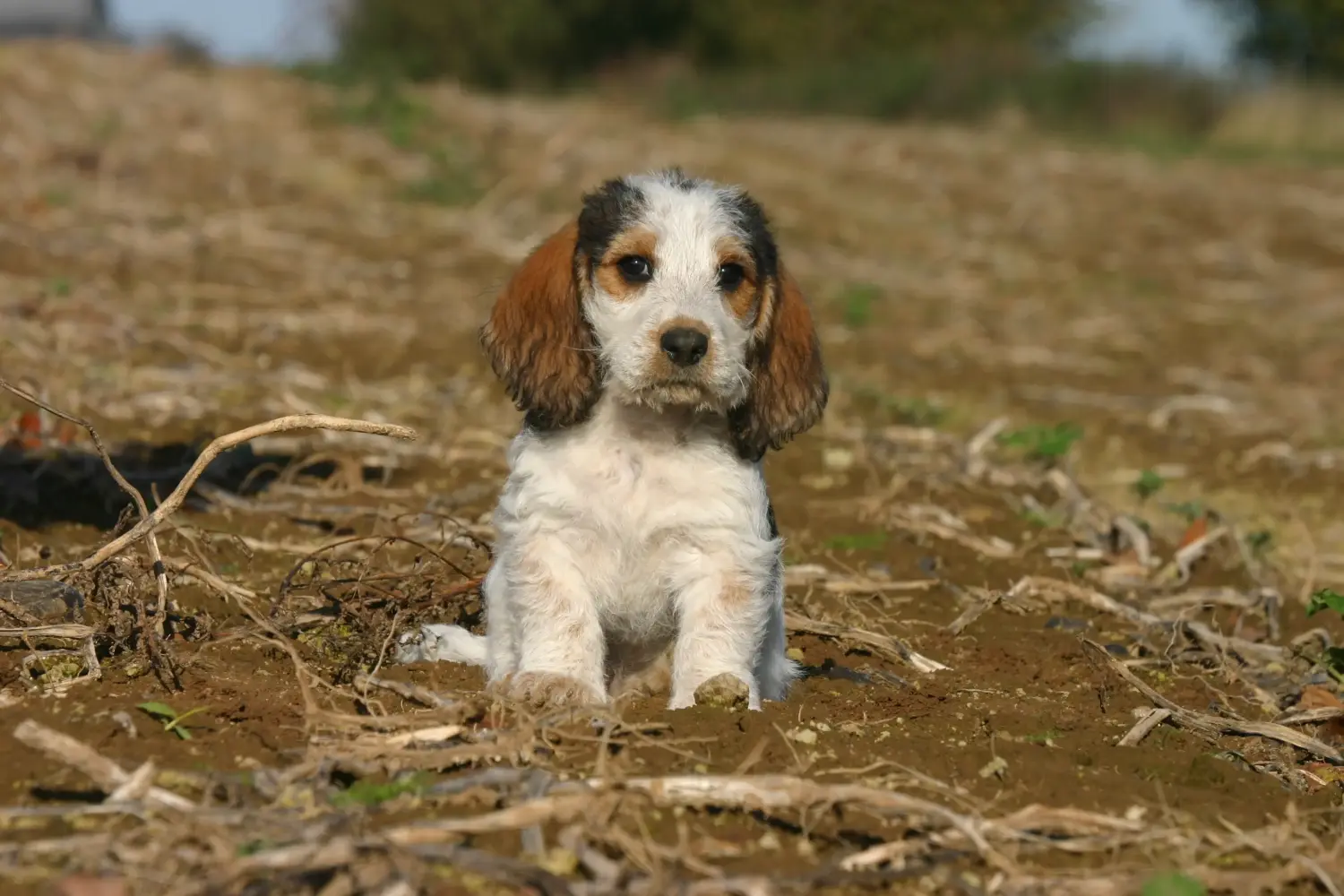 Cumpărarea unui cățel Petit Basset Griffon Vendéen înseamnă asumarea responsabilității! Petit Basset Griffon Vendéen cățeluși de vânzare.