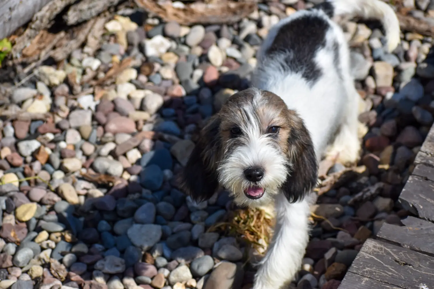 Cumpărarea unui cățel Petit Basset Griffon Vendéen înseamnă asumarea responsabilității! Petit Basset Griffon Vendéen cățeluși de vânzare.