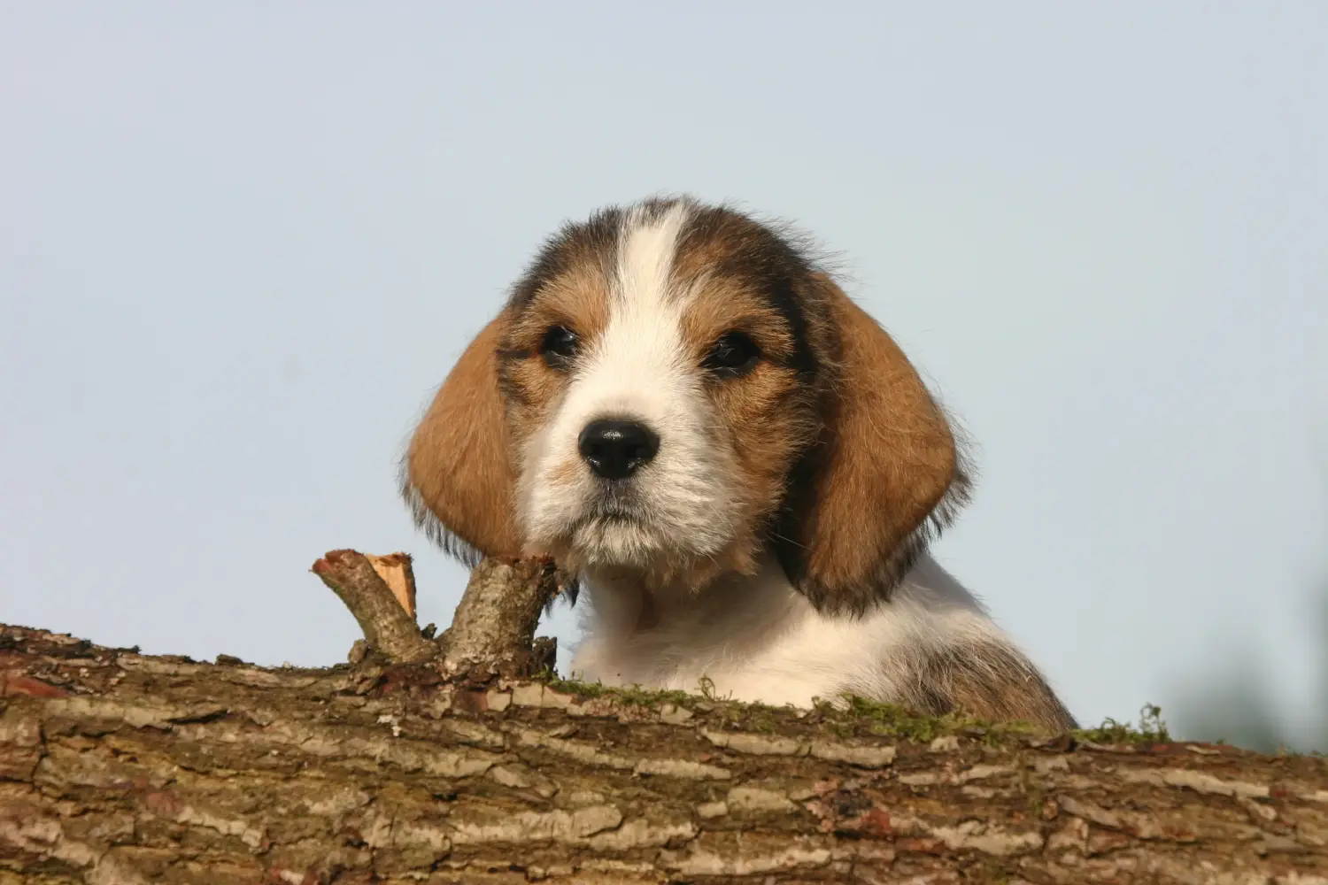 Cumpărarea unui cățel Petit Basset Griffon Vendéen înseamnă asumarea responsabilității! Petit Basset Griffon Vendéen cățeluși de vânzare.