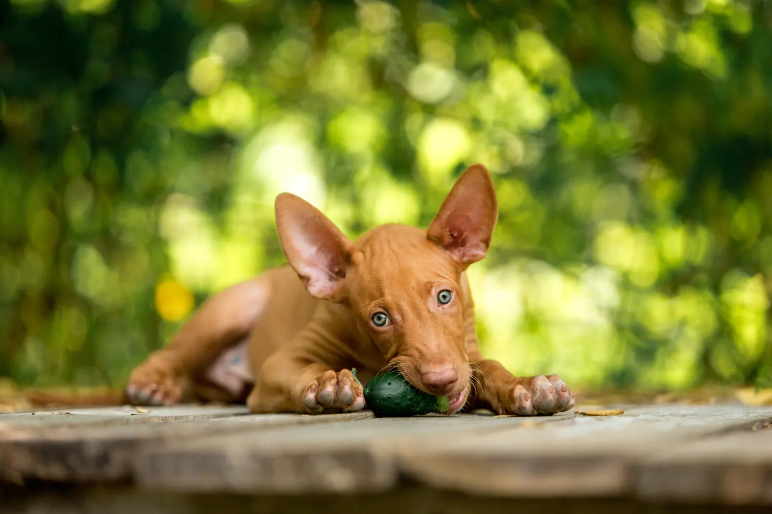 Cumpărarea unui cățel Pharaoh Hound înseamnă asumarea responsabilității! Cumpărați cățeluși Pharaoh Hound.