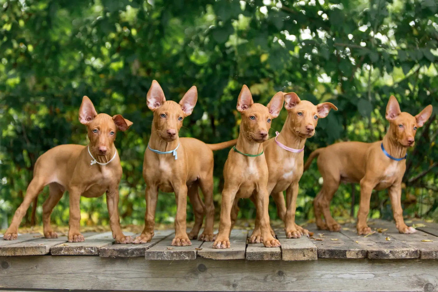 Cumpărarea unui cățel Pharaoh Hound înseamnă asumarea responsabilității! Cumpărați cățeluși Pharaoh Hound.