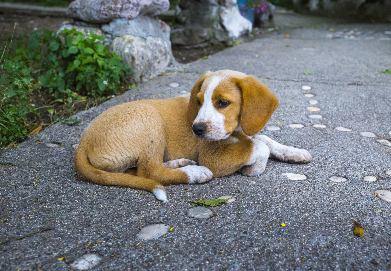 Cumpărarea unui cățel Pinscher austriac înseamnă asumarea responsabilității! Cumpărați cățeluși Pinscher austriac.