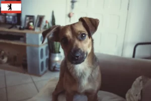Read more about the article Austrian Pinscher crescător și căței în Berlin