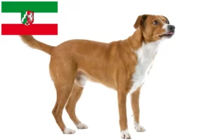 Read more about the article Crescător de Pinscher austriac și căței în Renania de Nord-Westfalia