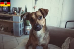 Read more about the article Austrian Pinscher crescător și căței în Saarland