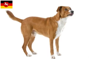 Read more about the article Crescător de Pinscher austriac și căței în Saxonia Inferioară