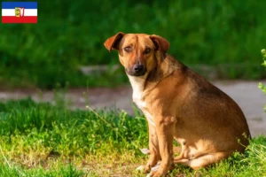 Read more about the article Austrian Pinscher crescător și căței în Schleswig-Holstein