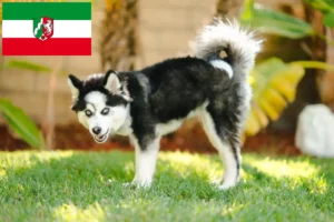 Read more about the article Pomsky crescători și căței în Renania de Nord-Westfalia