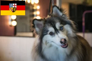 Read more about the article Pomsky crescători și căței în Saarland
