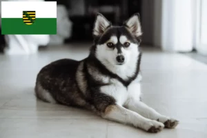 Read more about the article Pomsky crescători și căței în Saxonia