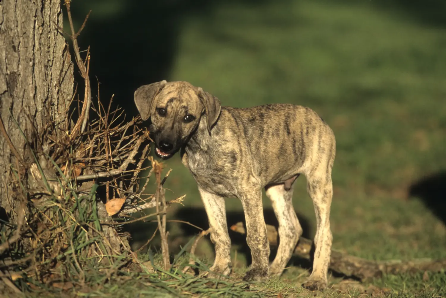 Cumpărarea unui cățel Sloughi înseamnă asumarea responsabilității! Cumpărați cățeluși Sloughi.