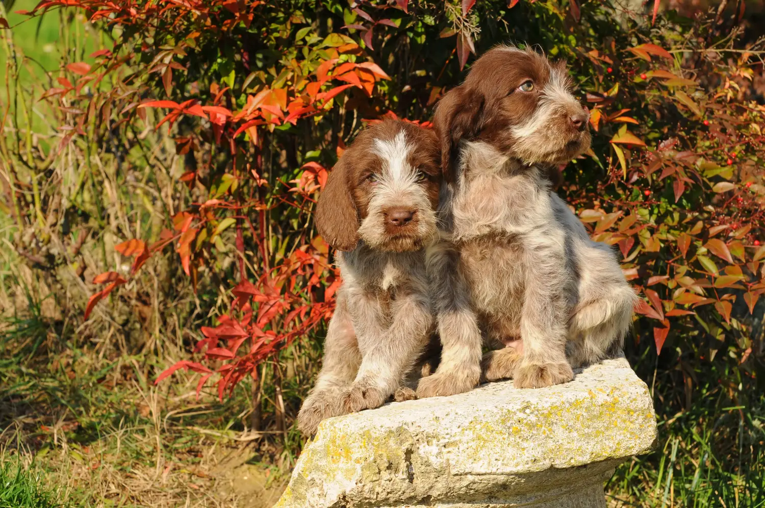 Cumpărarea unui cățel Spinone Italiano înseamnă asumarea responsabilității! Cumpărați cățeluși Spinone Italiano.