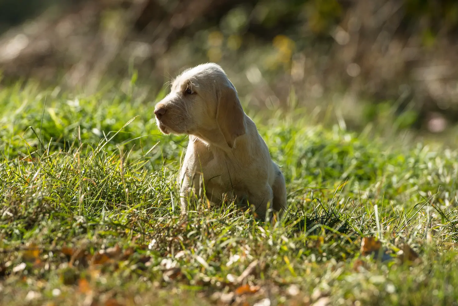 Cumpărarea unui cățel Spinone Italiano înseamnă asumarea responsabilității! Cumpărați cățeluși Spinone Italiano.
