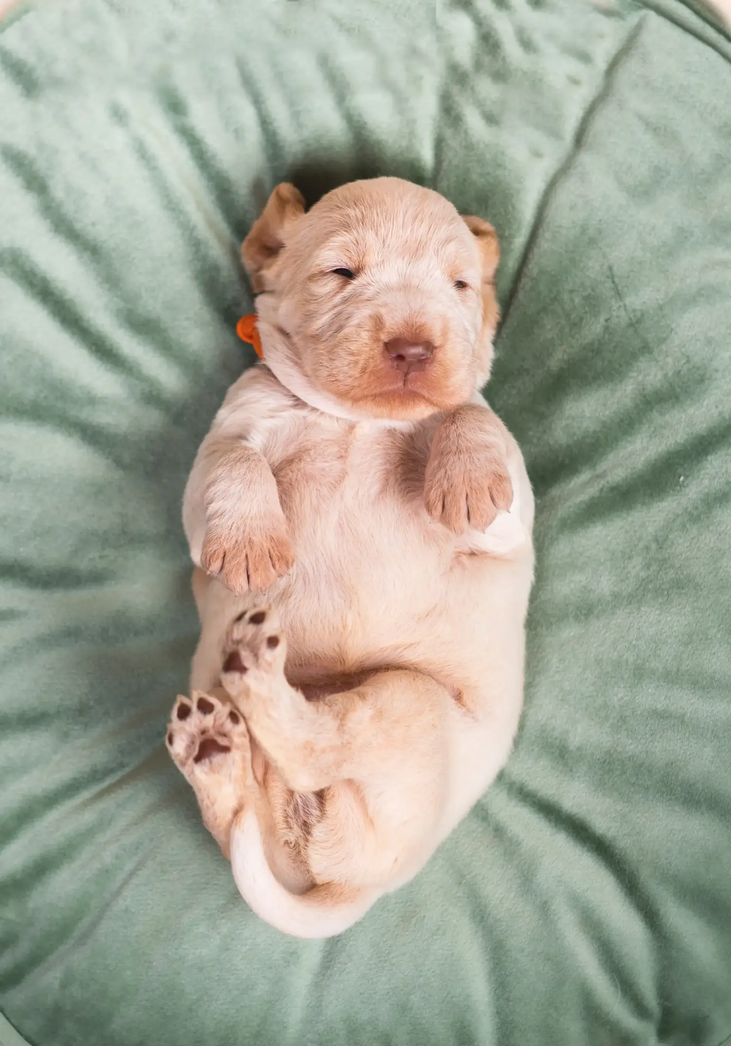 Cumpărarea unui cățel Spinone Italiano înseamnă asumarea responsabilității! Cumpărați cățeluși Spinone Italiano.