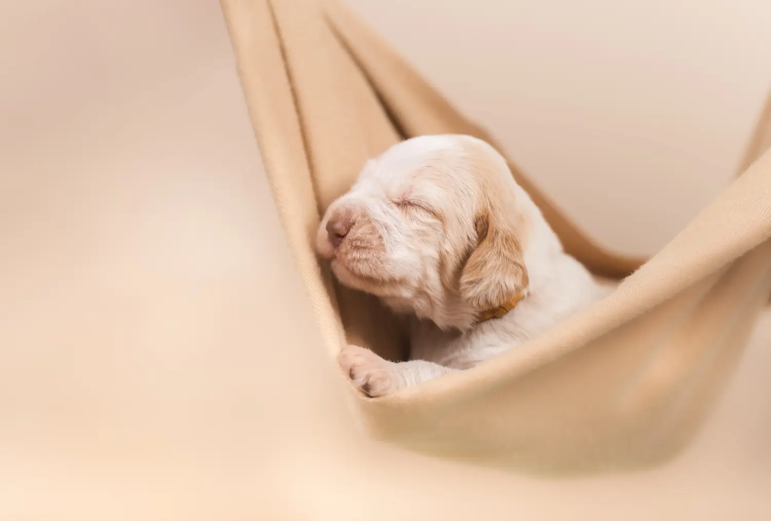 Cumpărarea unui cățel Spinone Italiano înseamnă asumarea responsabilității! Cumpărați cățeluși Spinone Italiano.