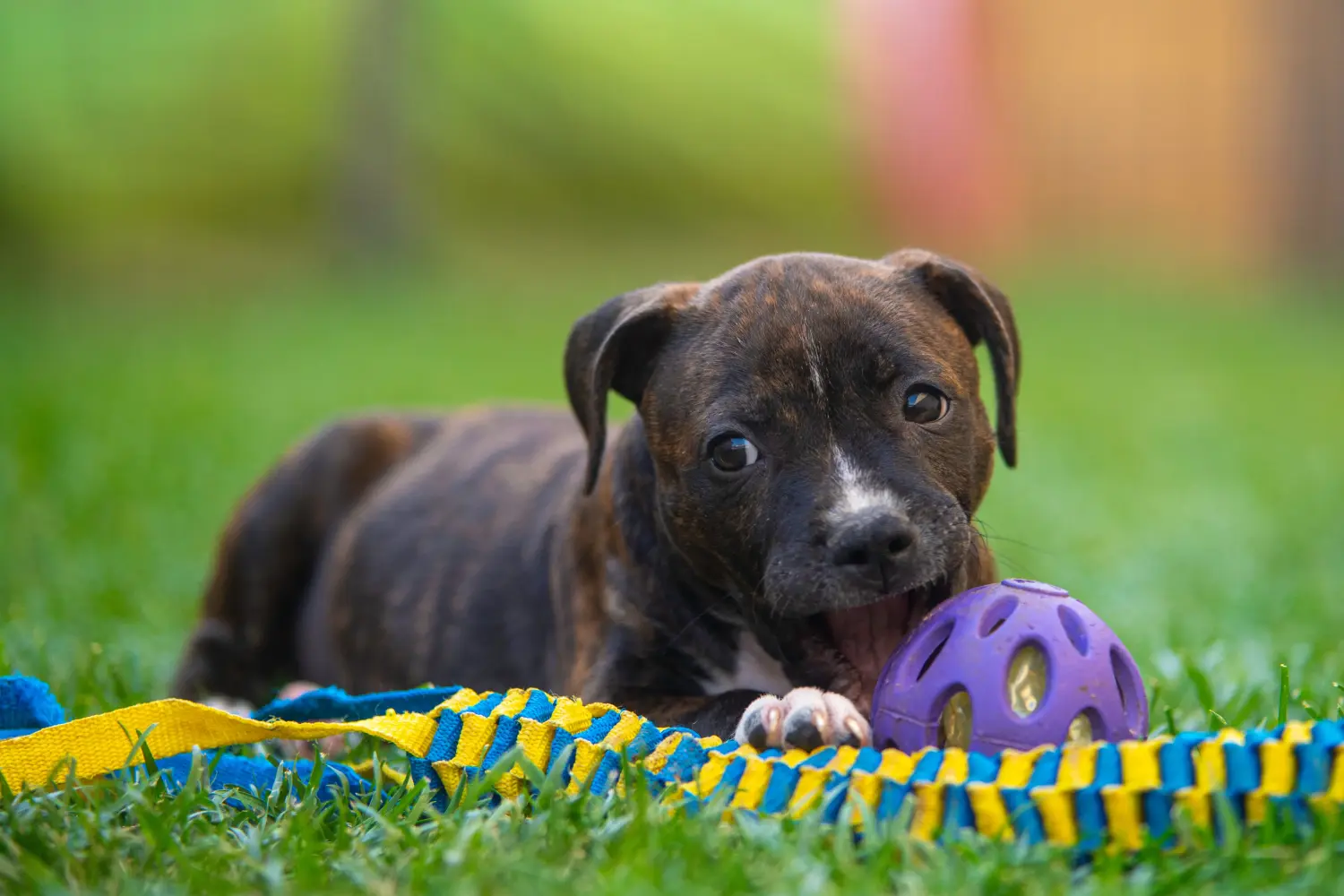 Cumpărarea unui cățel Staffordshire Bull Terrier înseamnă asumarea responsabilității! Cumpărați căței Staffordshire Bull Terrier.