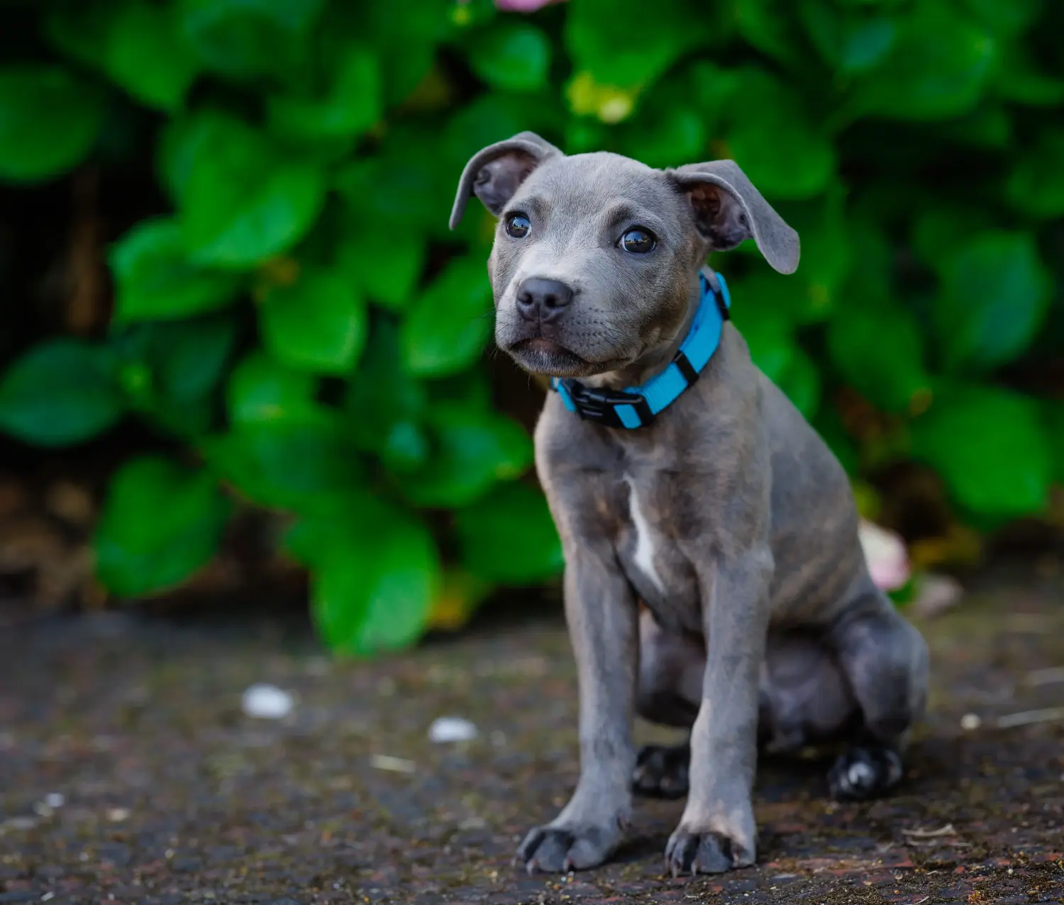 Cumpărarea unui cățel Staffordshire Bull Terrier înseamnă asumarea responsabilității! Cumpărați căței Staffordshire Bull Terrier.