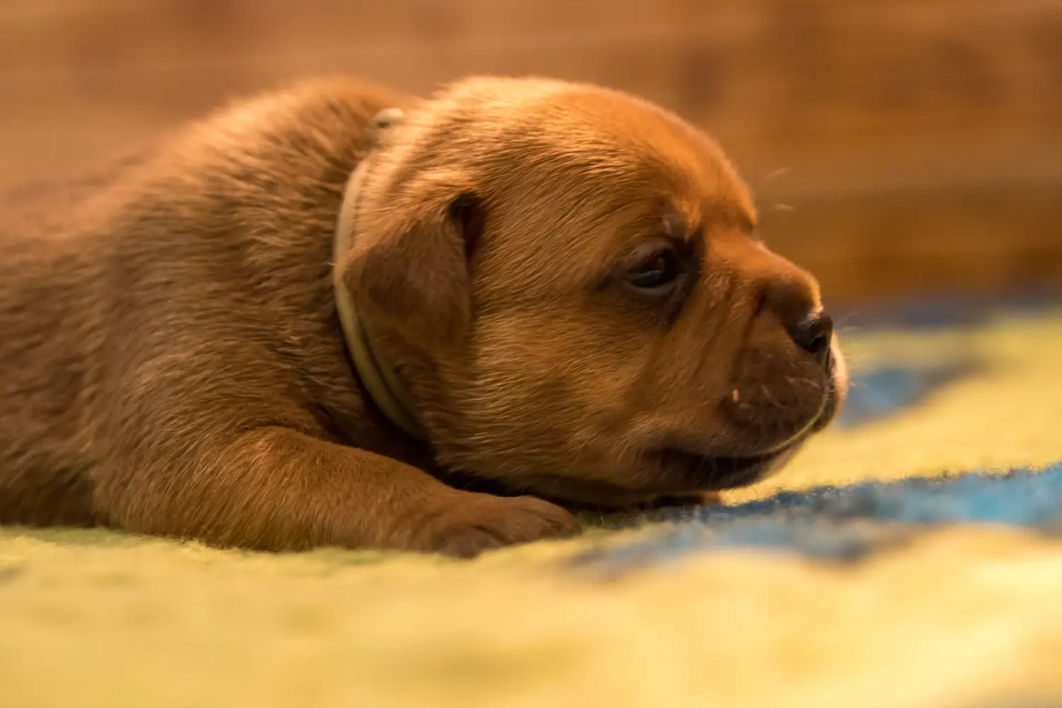 Cumpărarea unui cățel Staffordshire Bull Terrier înseamnă asumarea responsabilității! Cumpărați căței Staffordshire Bull Terrier.