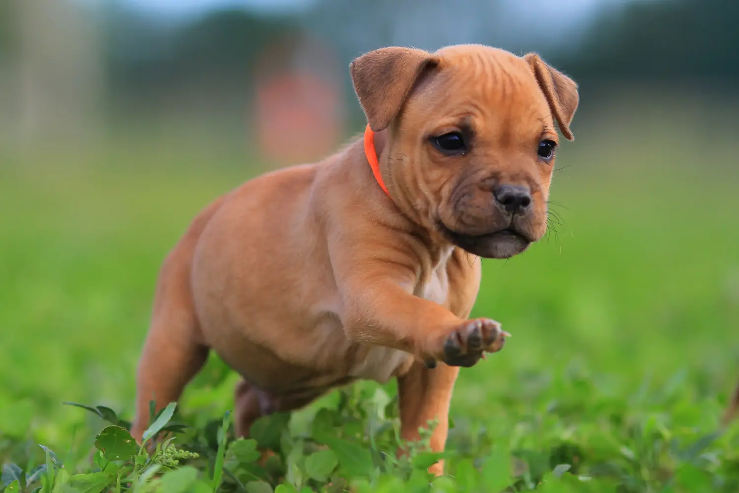 Cumpărarea unui cățel Staffordshire Bull Terrier înseamnă asumarea responsabilității! Cumpărați căței Staffordshire Bull Terrier.